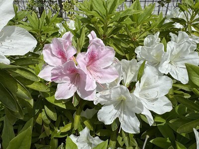 s-IMG_4020.jpg
